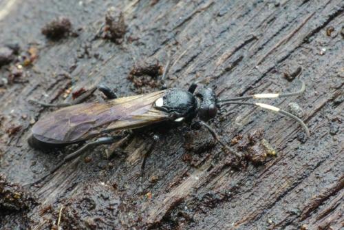 Réf. 273 072 : Ichneumon lugens